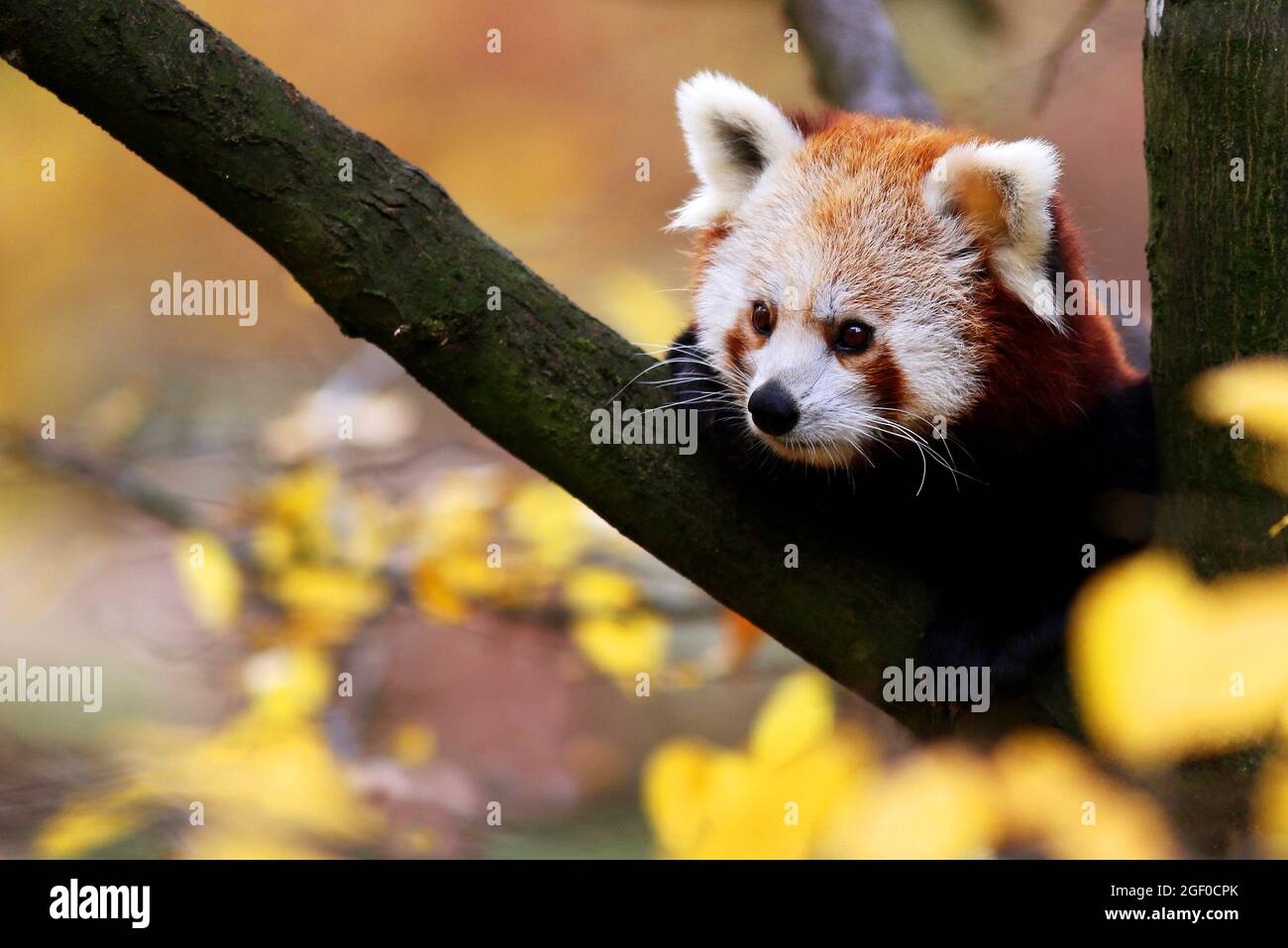 Nürberger Zoo Obwohl Rote Pandas zu den Raubtieren gehören, fressen sie vorwiegend Pflanzen, insbesondere Bambus. Franken, Bayern, Deutschland Stock Photo