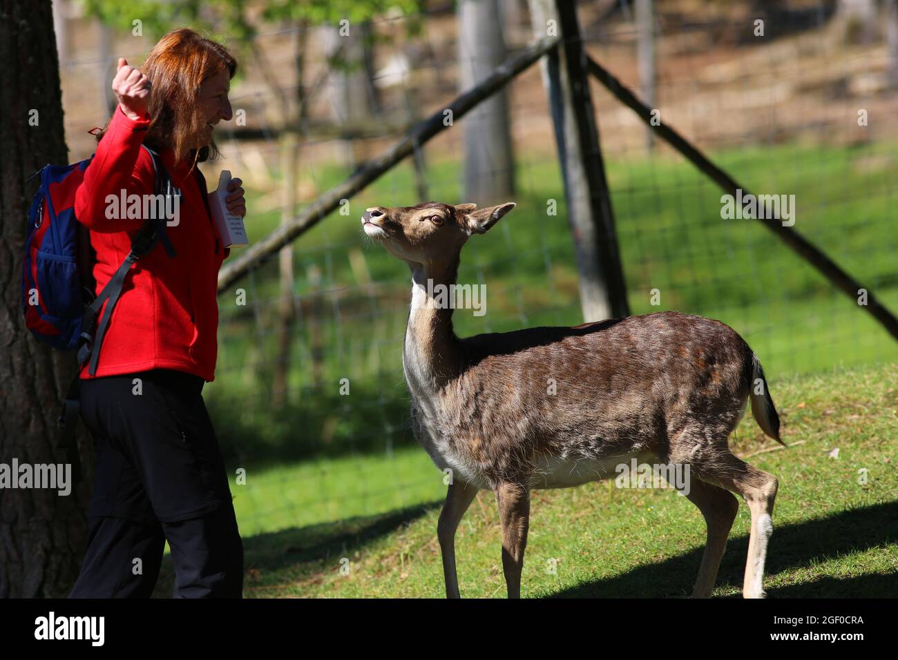 Frau füttert Reh in einem Tiergehege bei Amberg in der Oberpfalz Bayern Stock Photo