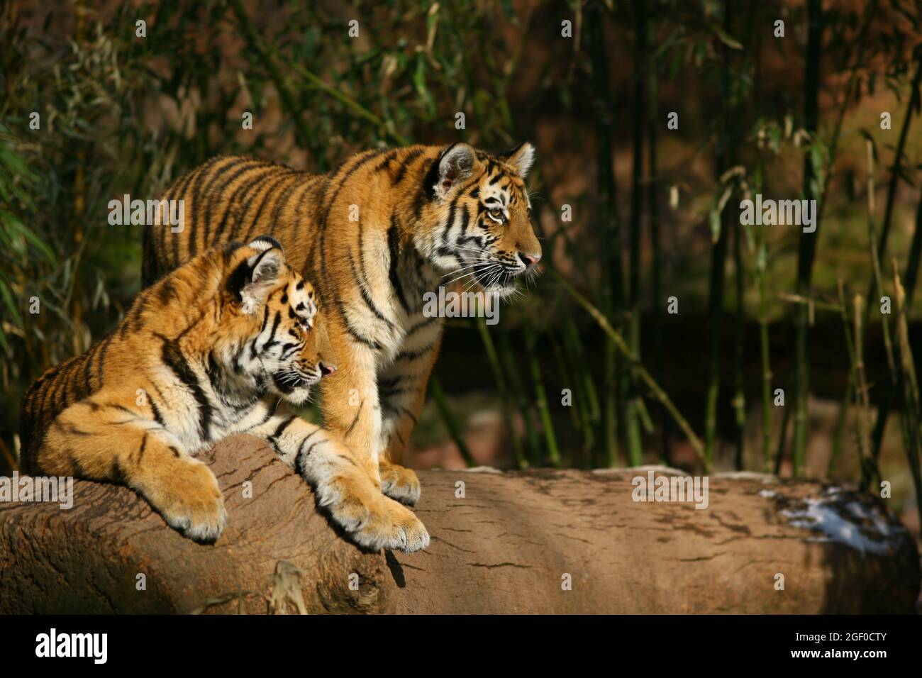 Der Tiger ist die größte Raubkatze der Erde. Photos vom Tiergarten oder Zoo  in Nürnberg, Franken, Bayern, Deutschland Stock Photo