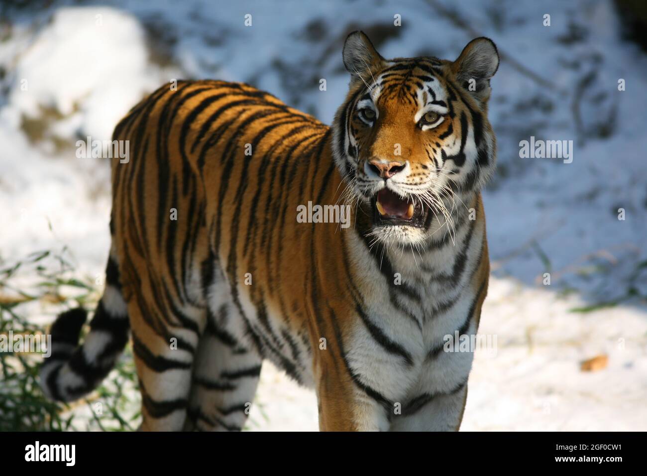 Der Tiger ist die größte Raubkatze der Erde. Photos vom Tiergarten oder Zoo  in Nürnberg, Franken, Bayern, Deutschland Stock Photo