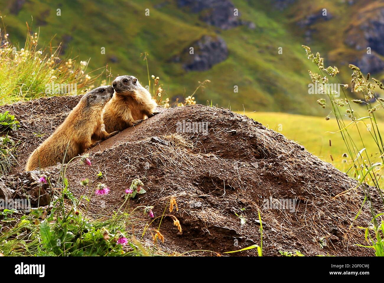 Das Murmeltier gehört zur Familie der Erdhörnchen und lebt in Alpen im Hochgebirge und in den Dolomiten Stock Photo