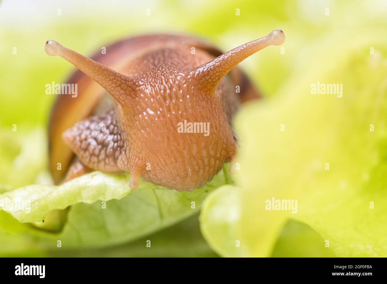 The small Achatina snail eats a leaf of lettuce or grass, Snail in nature, close-up, selective focus, copy space. Can be used to illustrate the harm f Stock Photo