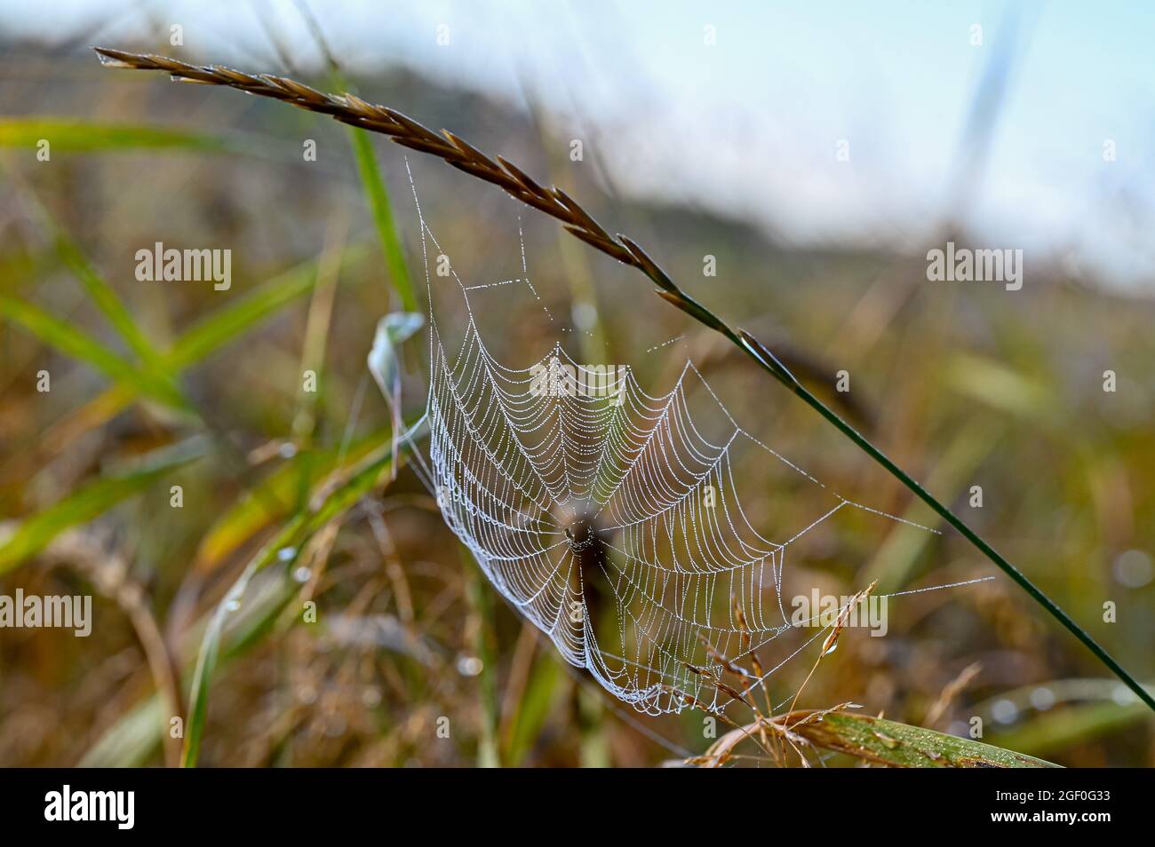 dew on a cobweb early morning in august Stock Photo