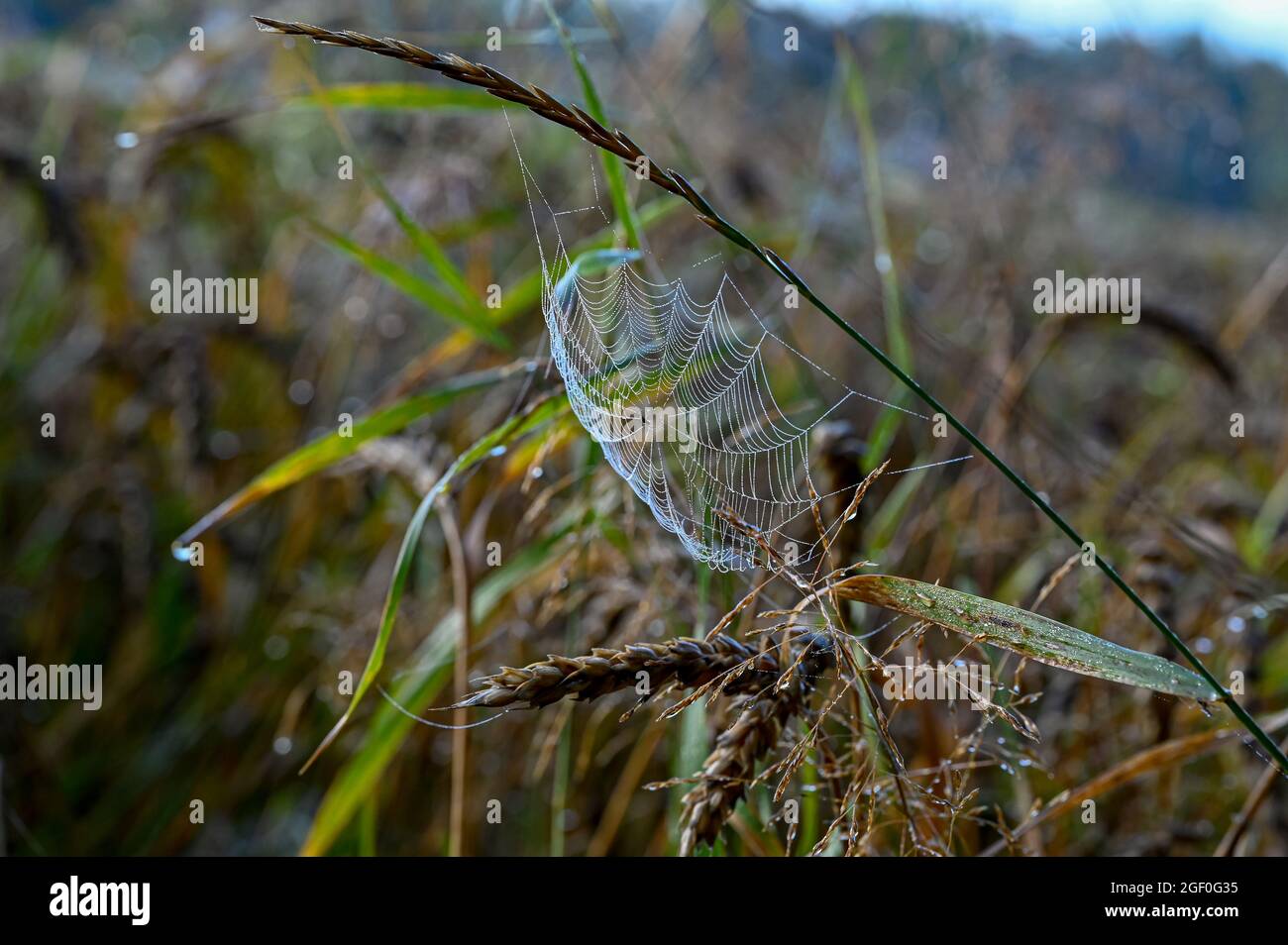 dew on a cobweb early morning in august Stock Photo