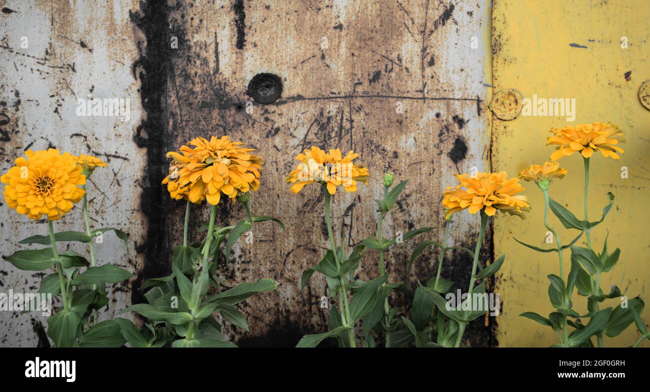 Yellow Zinnia flowers against rusted vintage old grunge steel wall background. Panoramic, horizontal image style. Stock Photo