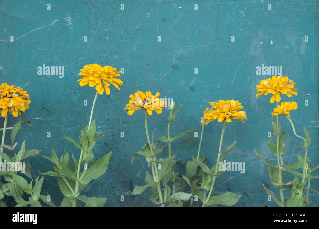 Golden yellow Zinnia flowers against scratched grunge vintage old teal green, pastel blue of wooden door, wall, balcony background. Panoramic. Stock Photo