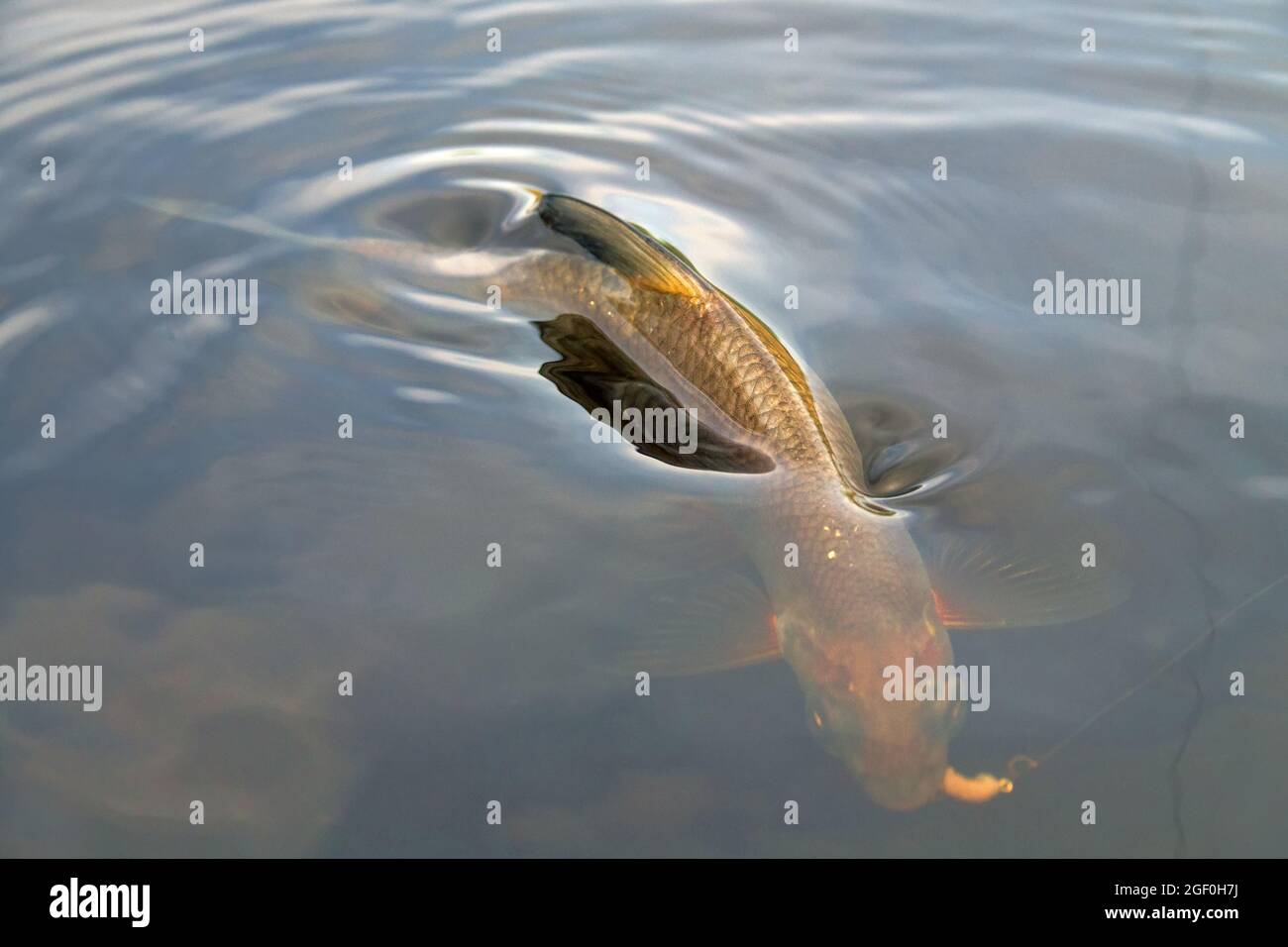 Catching fish with fishing line for bottom fishing in the northern river in the spring - sportfishing. Eastern bream (Abramis brama) fishing, small br Stock Photo