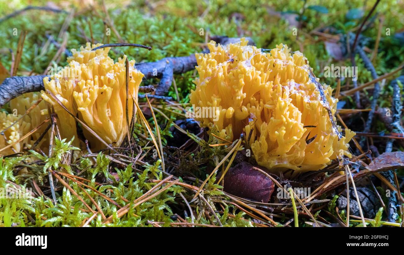 Goatsbeard (Ramaria flava) in pine forests of Eastern Baltic (Gulf of Finland) in late summer, esculent fungi Stock Photo