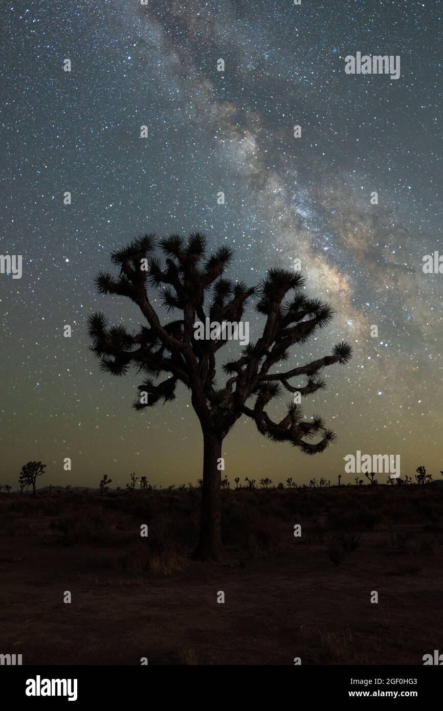 Milky way over Joshua Trees in Joshua Tree National Park Stock Photo