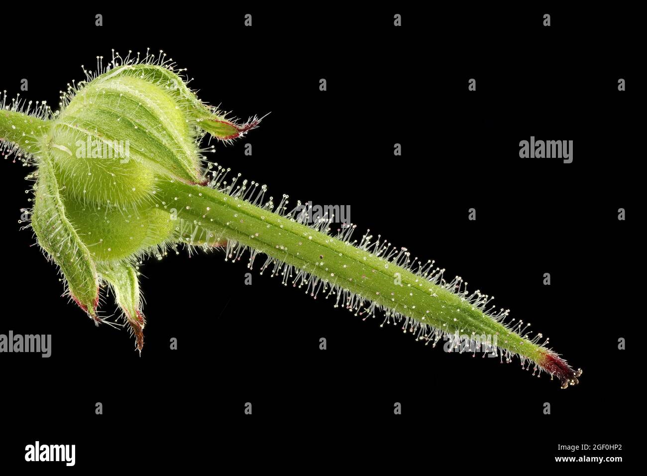 Geranium dissectum, Cut-leaved crane’s-bill, Schlitzblättriger Storchenschnabel, close up, fruit Stock Photo