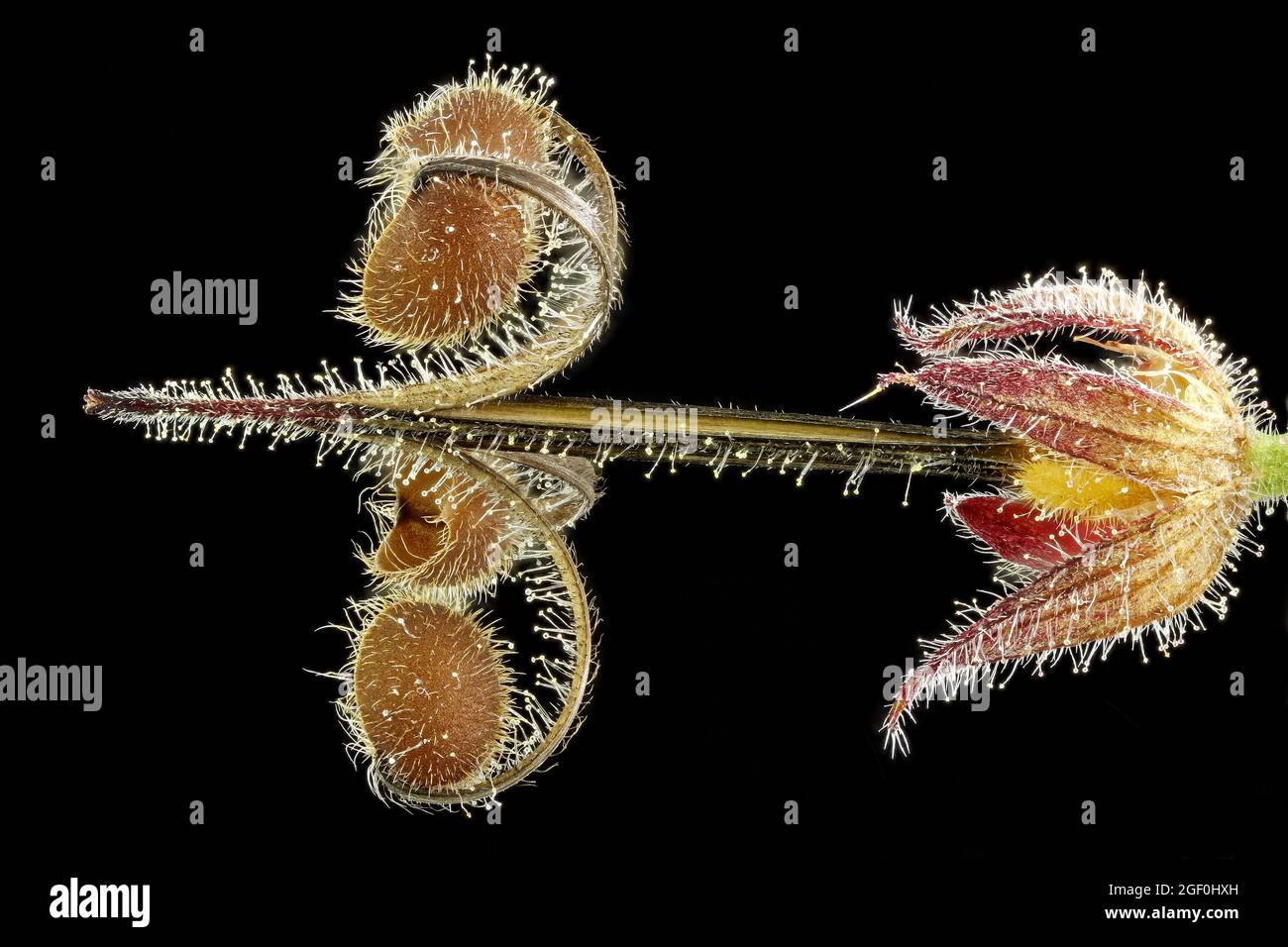 Geranium dissectum, Cut-leaved crane’s-bill, Schlitzblättriger Storchenschnabel, close up, fruit Stock Photo