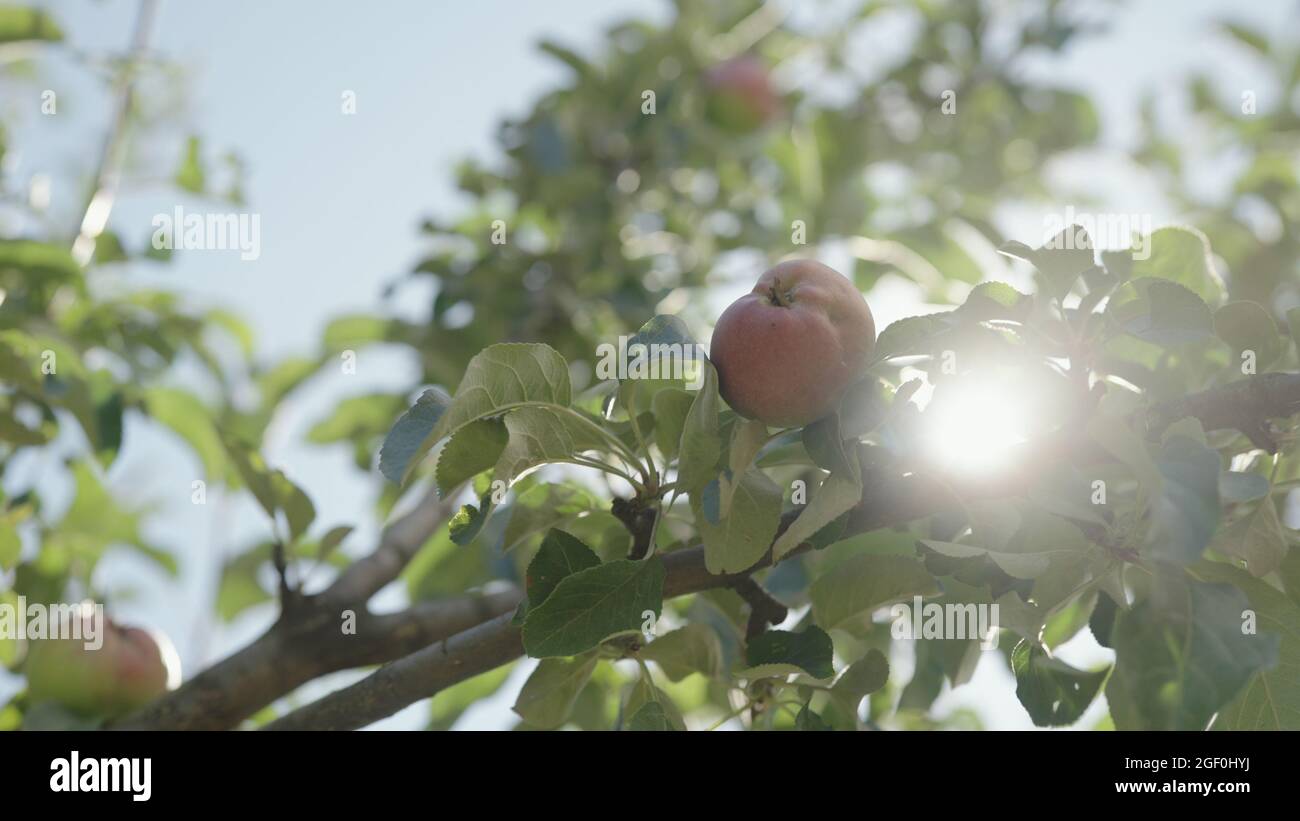 red apple on apple tree with sun peeking through leaves wide photo ...