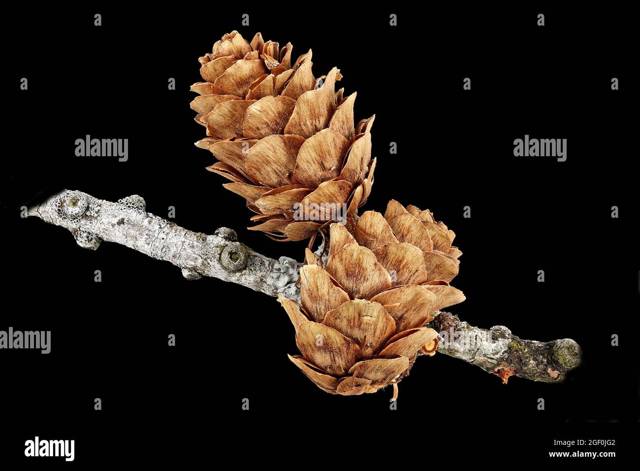 Larix decidua, European larch, Europäische Lärche, close up, cones Stock Photo