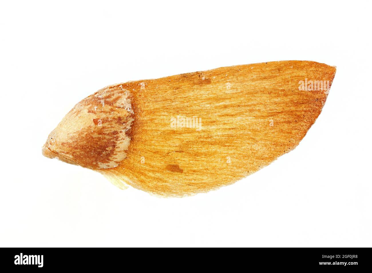 Larix decidua, European larch, Europäische Lärche, close up, seed, 7-10 mm long Stock Photo