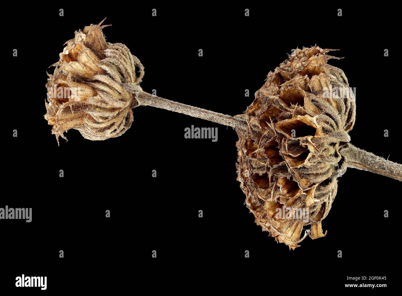Phlomis russeliana, Turkish sage, Russel-Brandkraut, close up, seedhead, calyces, calyx Stock Photo