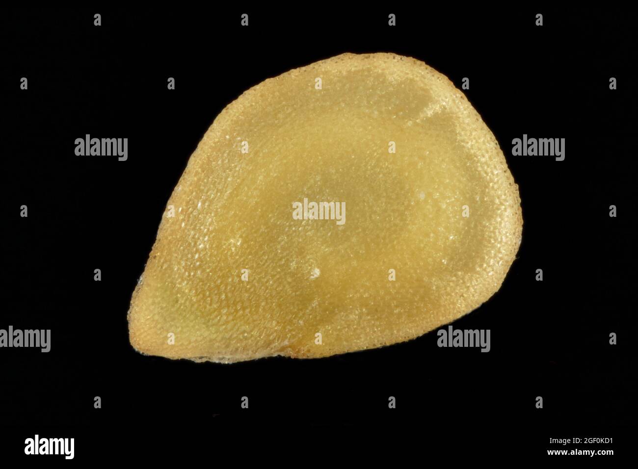 Solanum tuberosum, Potato, Kartoffel, close up, seed, (2 mm in diameter Stock Photo
