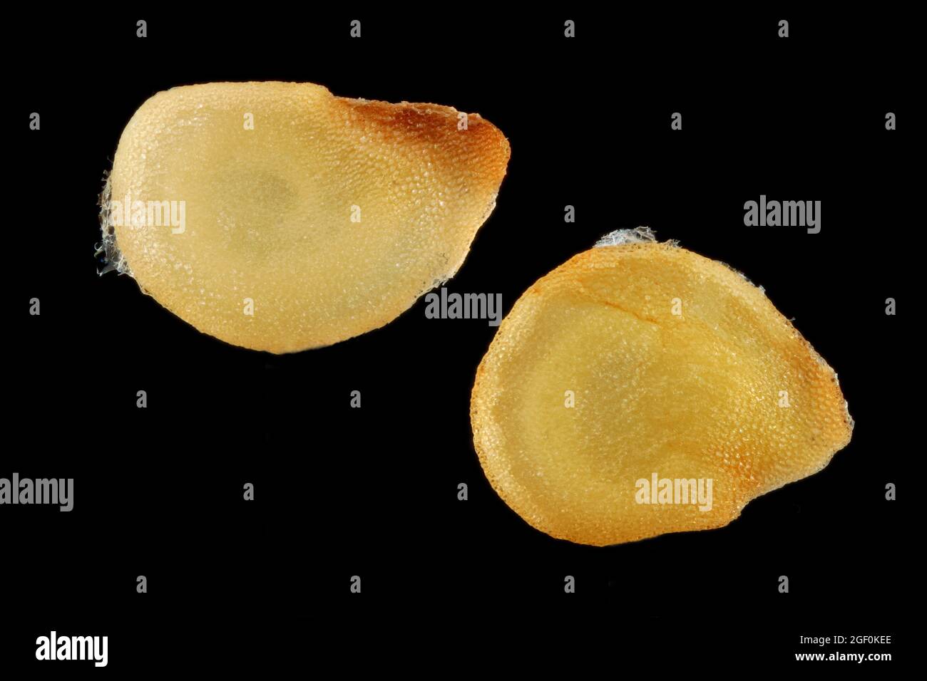 Solanum tuberosum, Potato, Kartoffel, close up, seeds, 2 mm in diameter Stock Photo