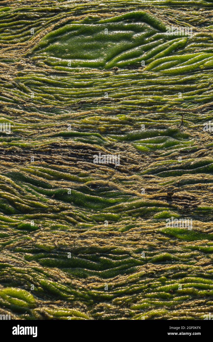 Green swampy abstract texture. View of algae and swamp close up. Abstract vertical background. Stock Photo