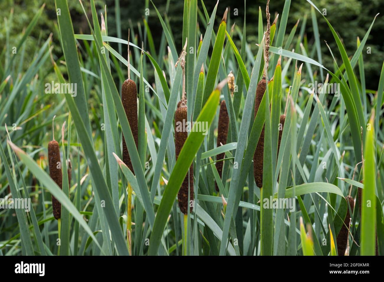 Bull Rushes Seed Exploded Bullrushes hi-res stock photography and images - Alamy