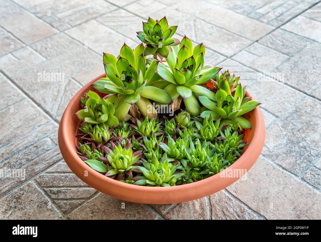 Sempervivum tectorum, commonly known as Common Houseleek in a flower pot  with manny outgrowing offshoots Stock Photo - Alamy