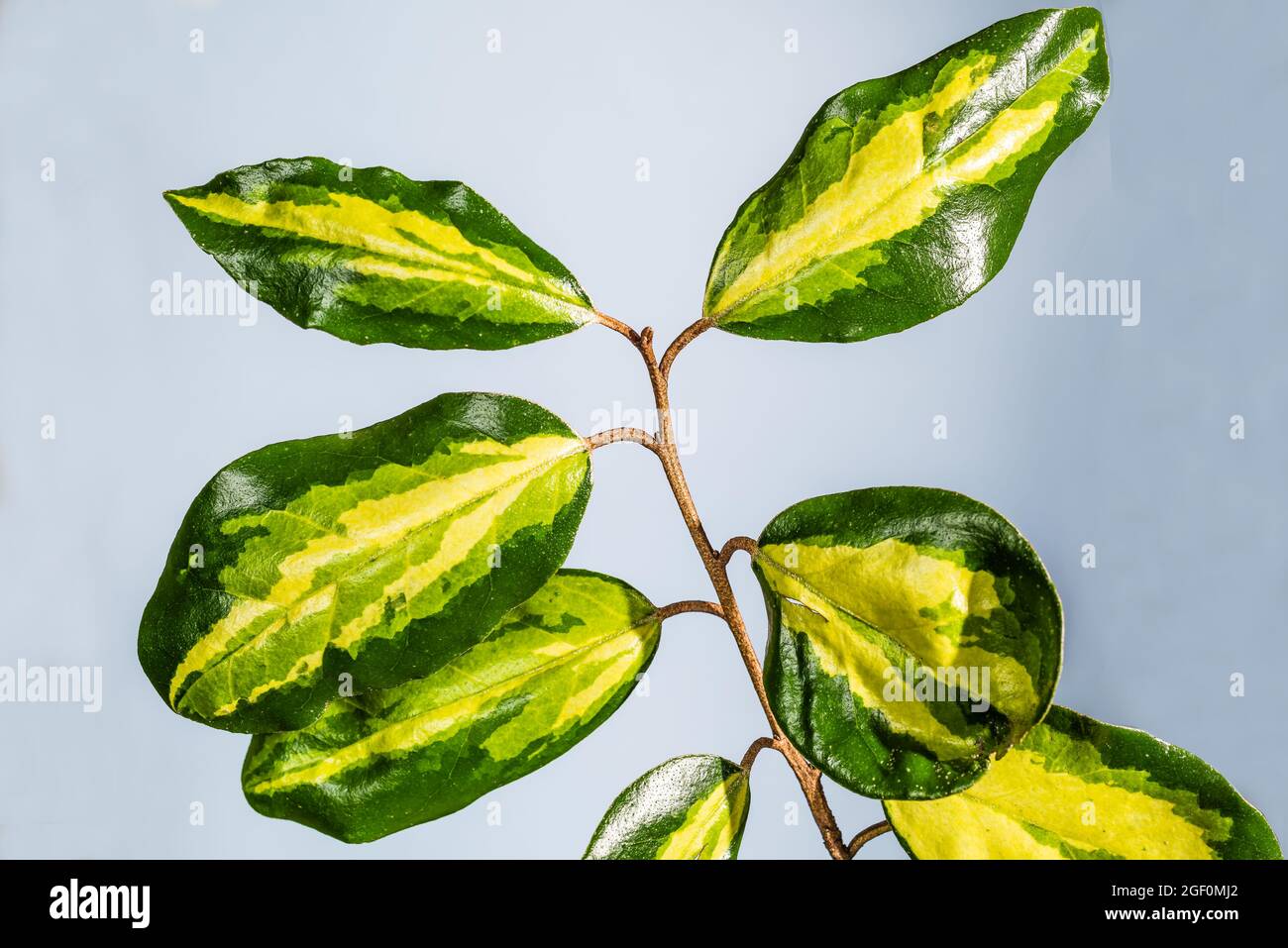 Elaeagnus Ebbingei Limelight growing in a Country Garden. Stock Photo