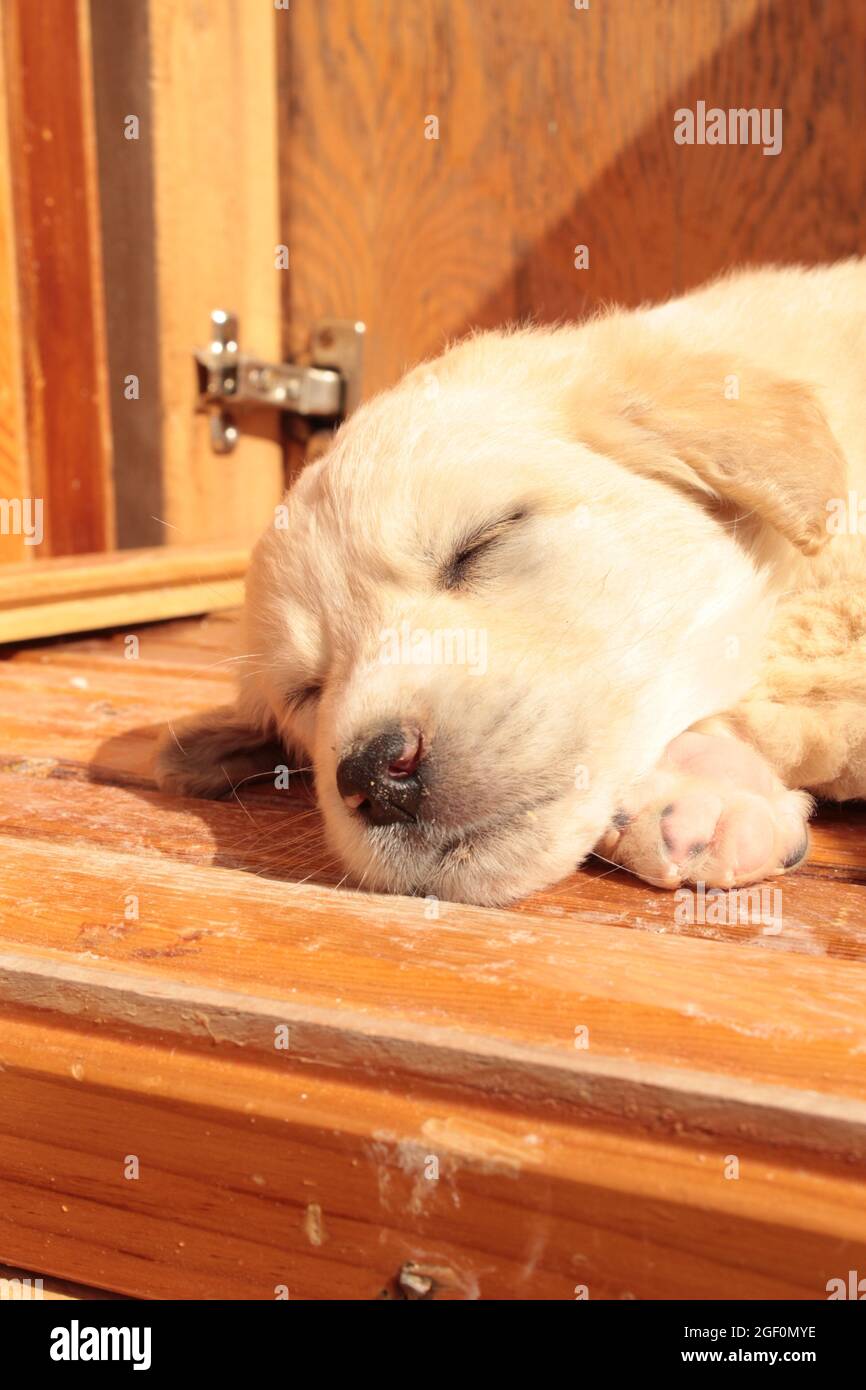 Little Cute Dog Sleeping Stock Photo