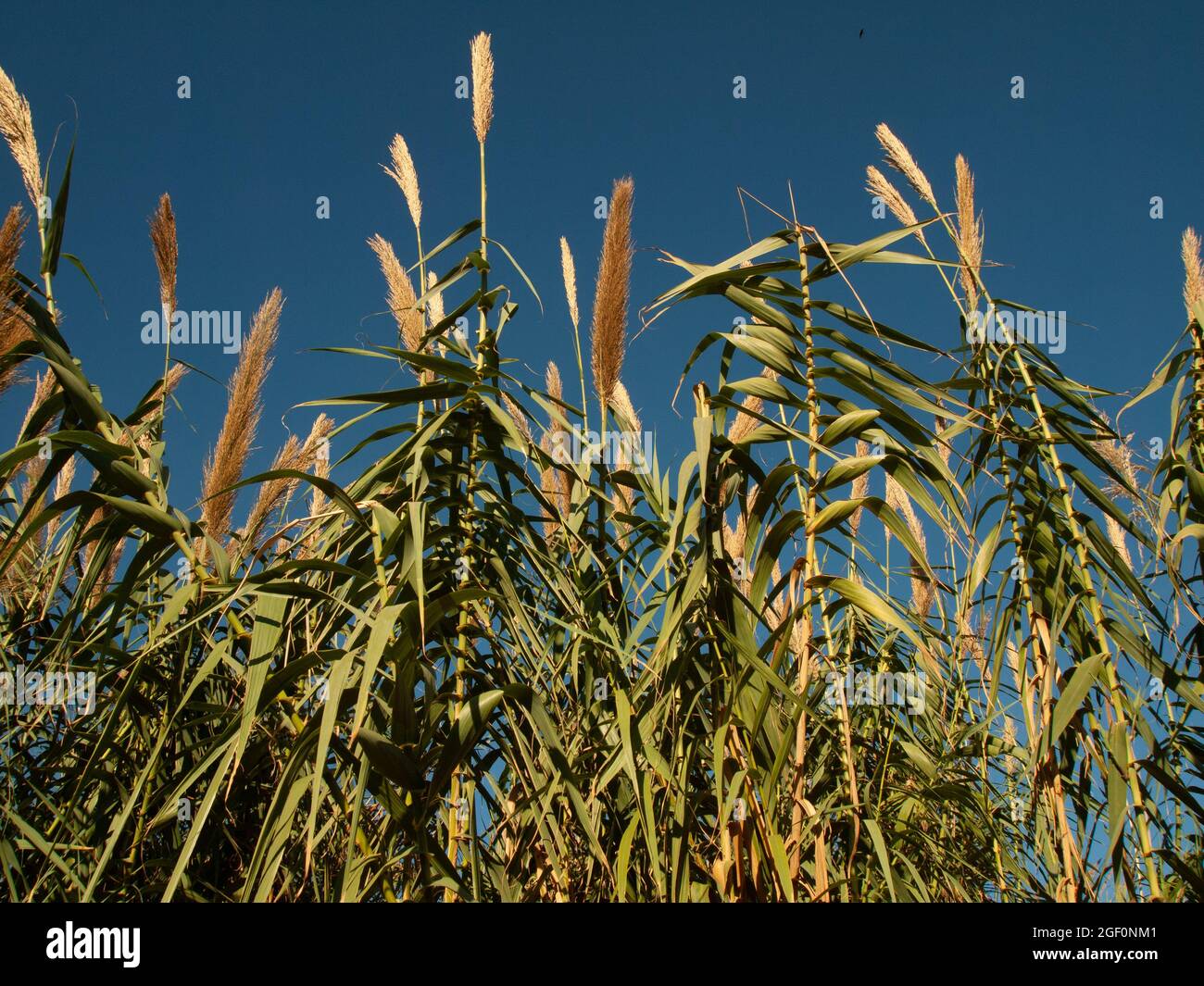 Valencia Landscape, reeds in the sunset summer Stock Photo - Alamy