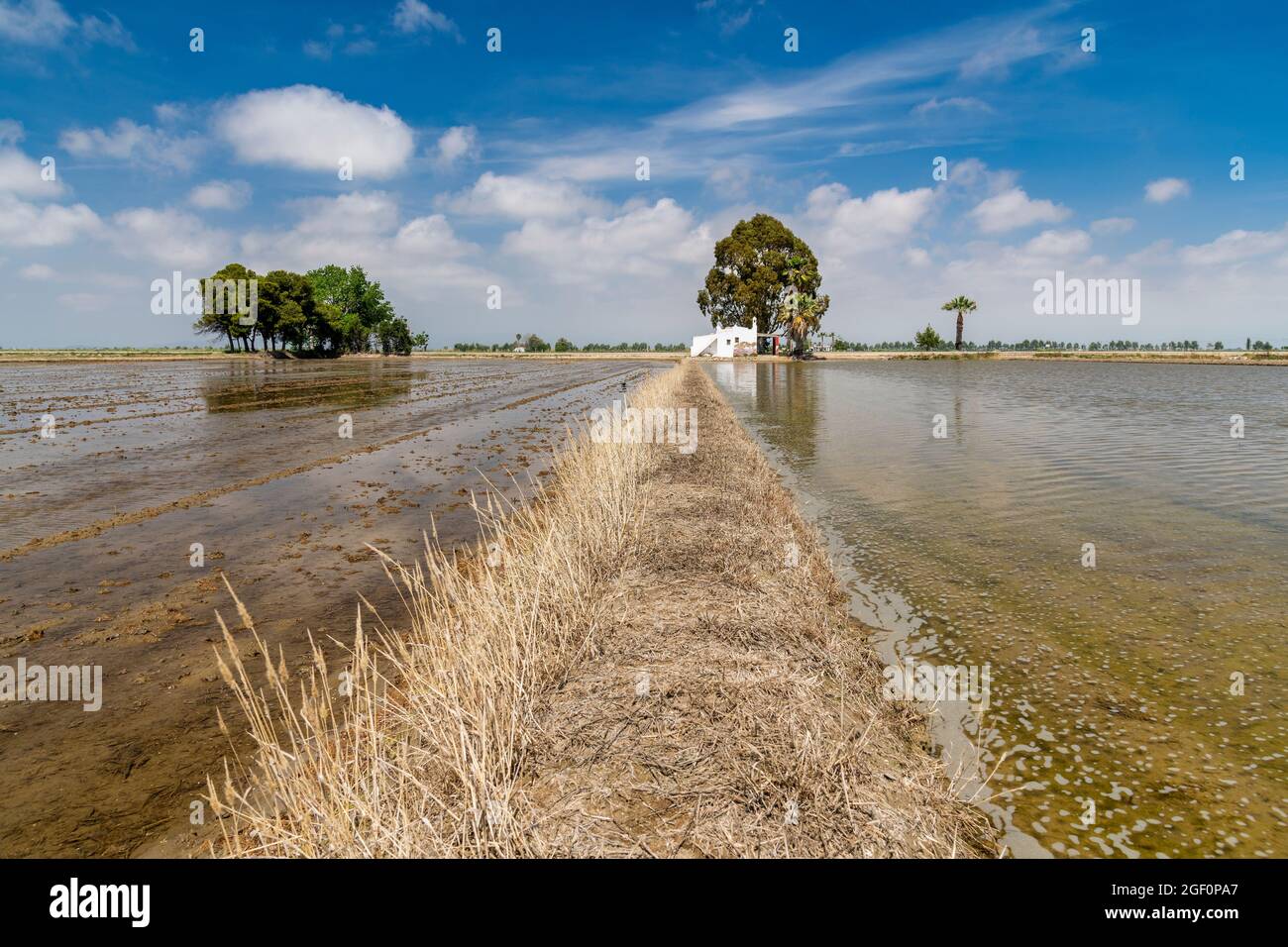 Rice fields, Delta de l'Ebre, River Ebro, Catalonia, Spain Stock Photo