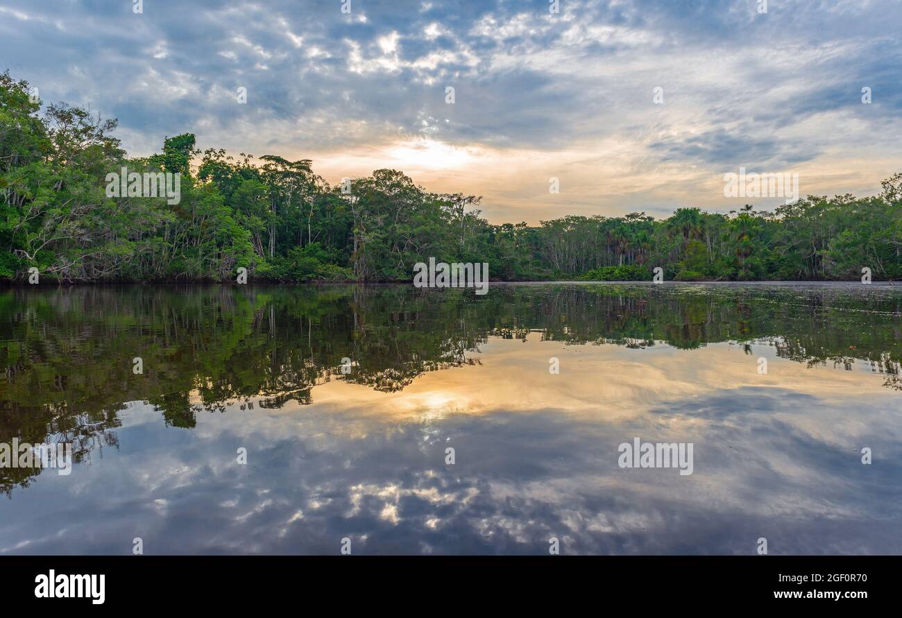 Amazon rainforest lagoon sunset reflection in panorama, Yasuni national park, Ecuador. Stock Photo