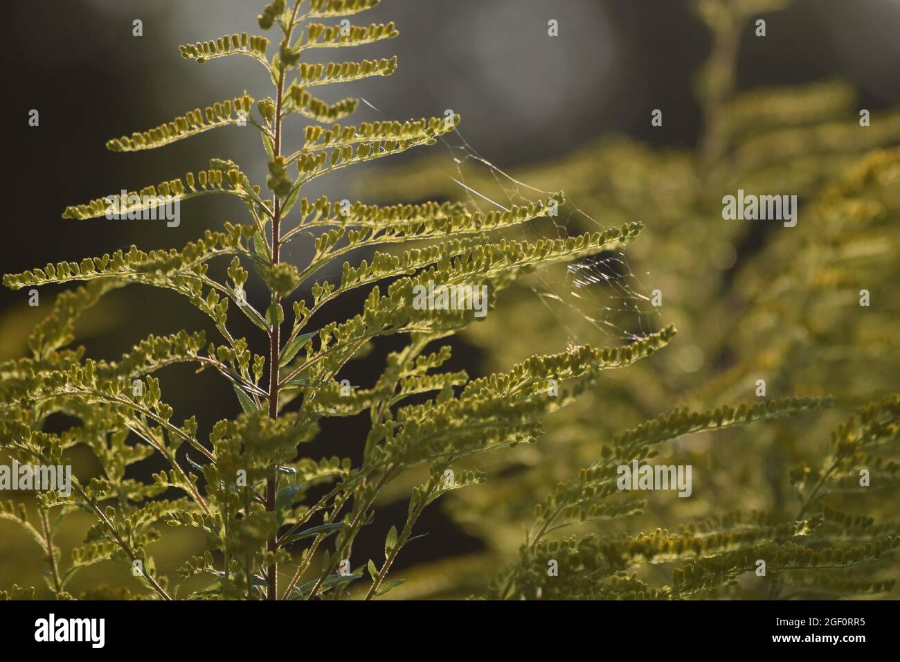 canadian Goldenrod with Cobwebs in the Evening light Stock Photo