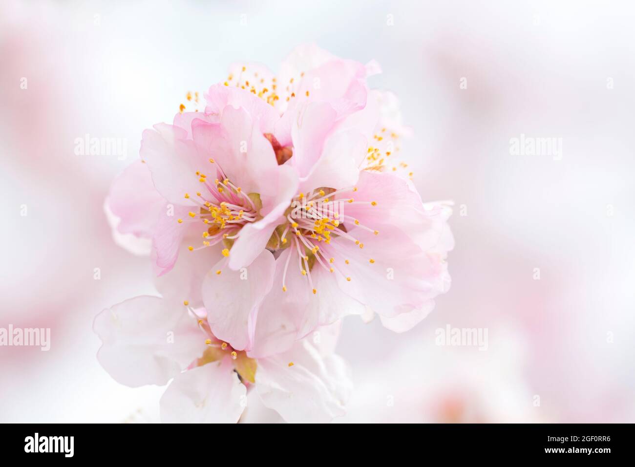 Close-up of a bright pink almond blossom - selective focus Stock Photo