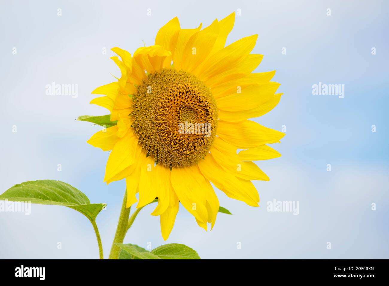 Flowerhead of a yellow sunflower against  bright sky - selective focus Stock Photo