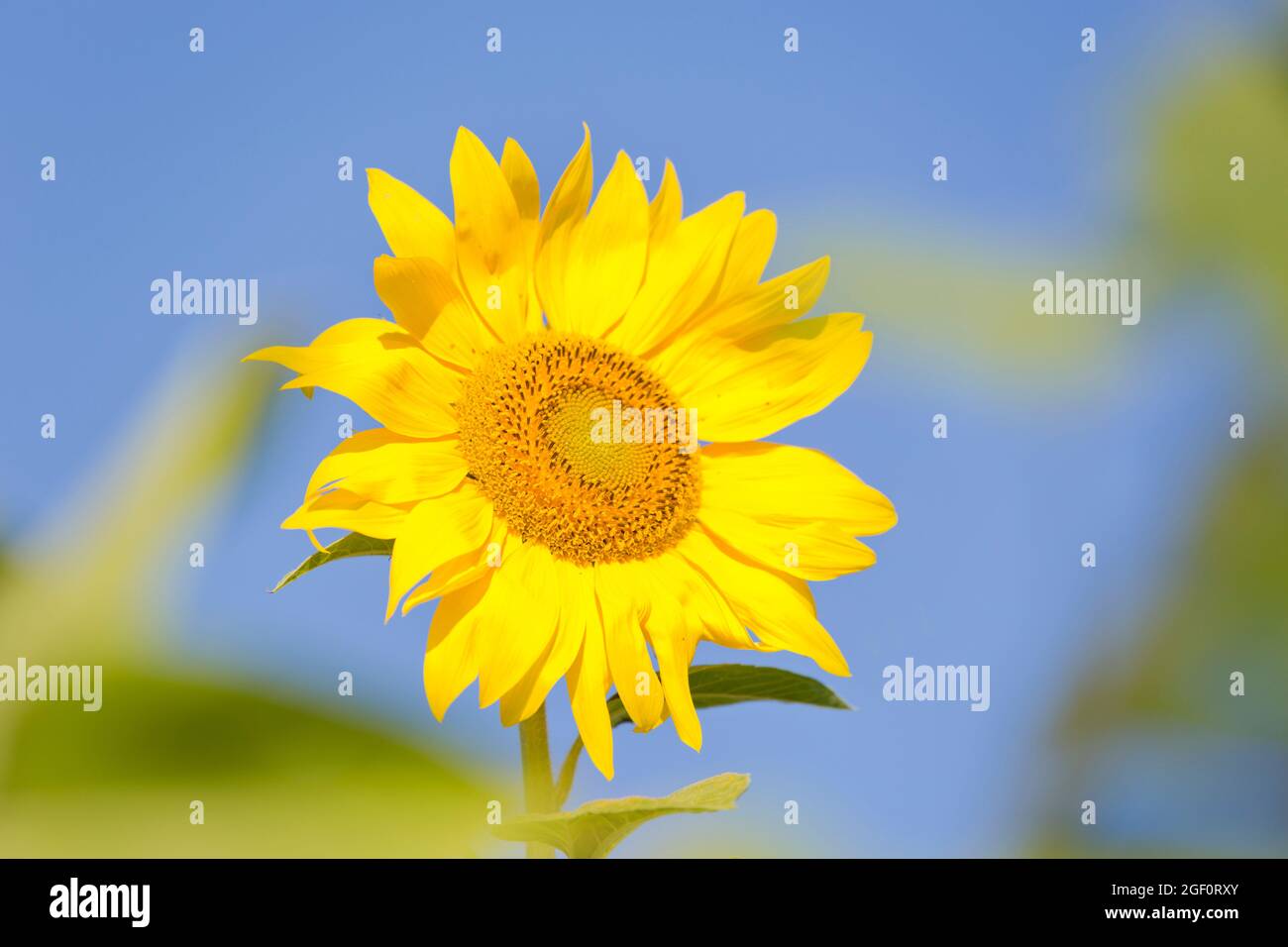 Flowerhead of a yellow sunflower against  blue sky - selective focus Stock Photo