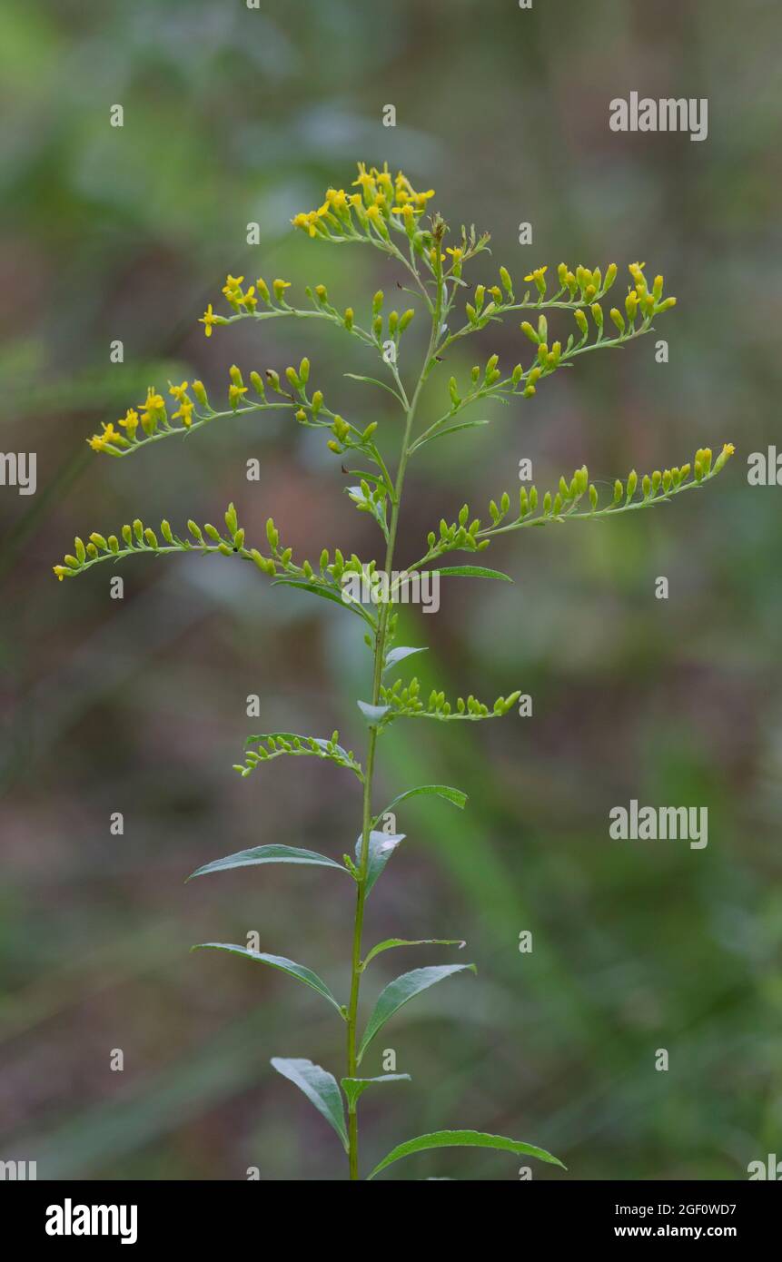 Elmleaf Goldenrod, Solidago ulmifolia Stock Photo