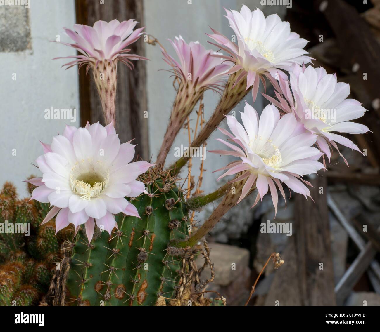 Blooming hedgehog cactus. White flowers of Echinopsis also known as Sea