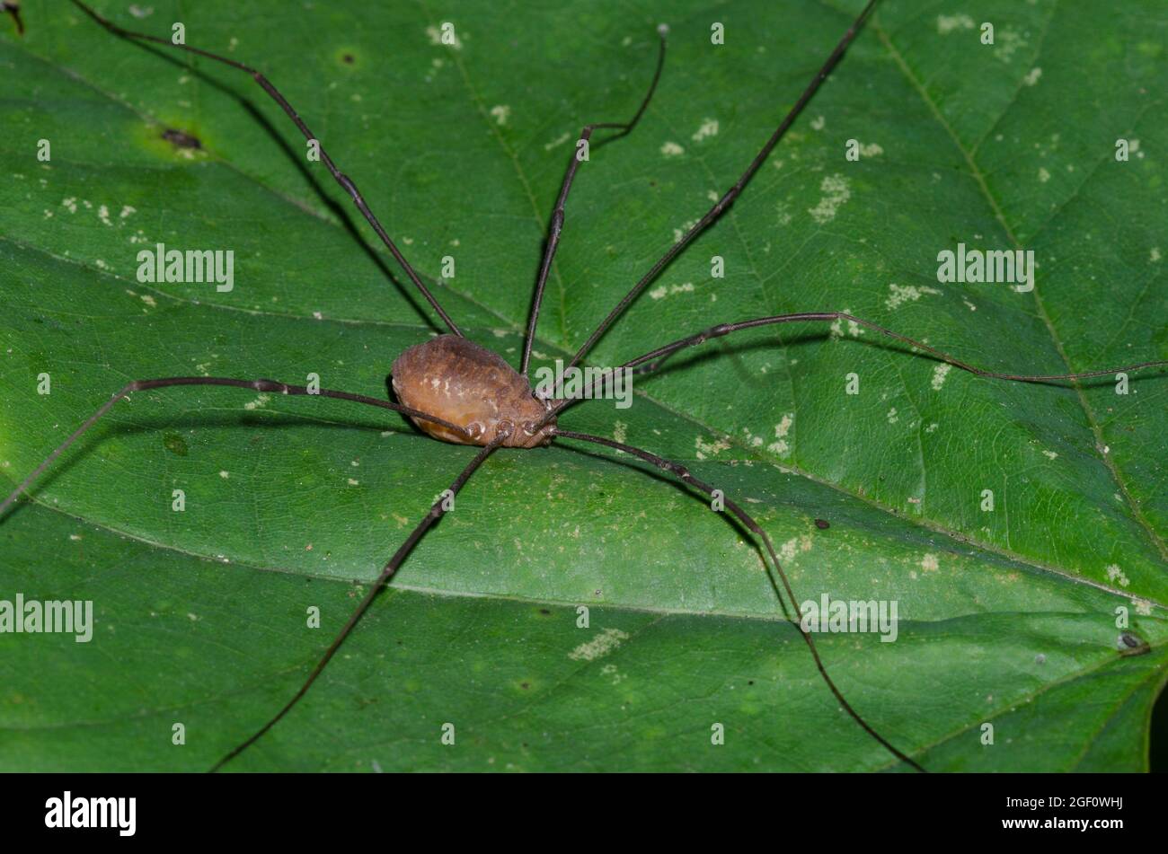 Daddy Longlegs: Order Opiliones