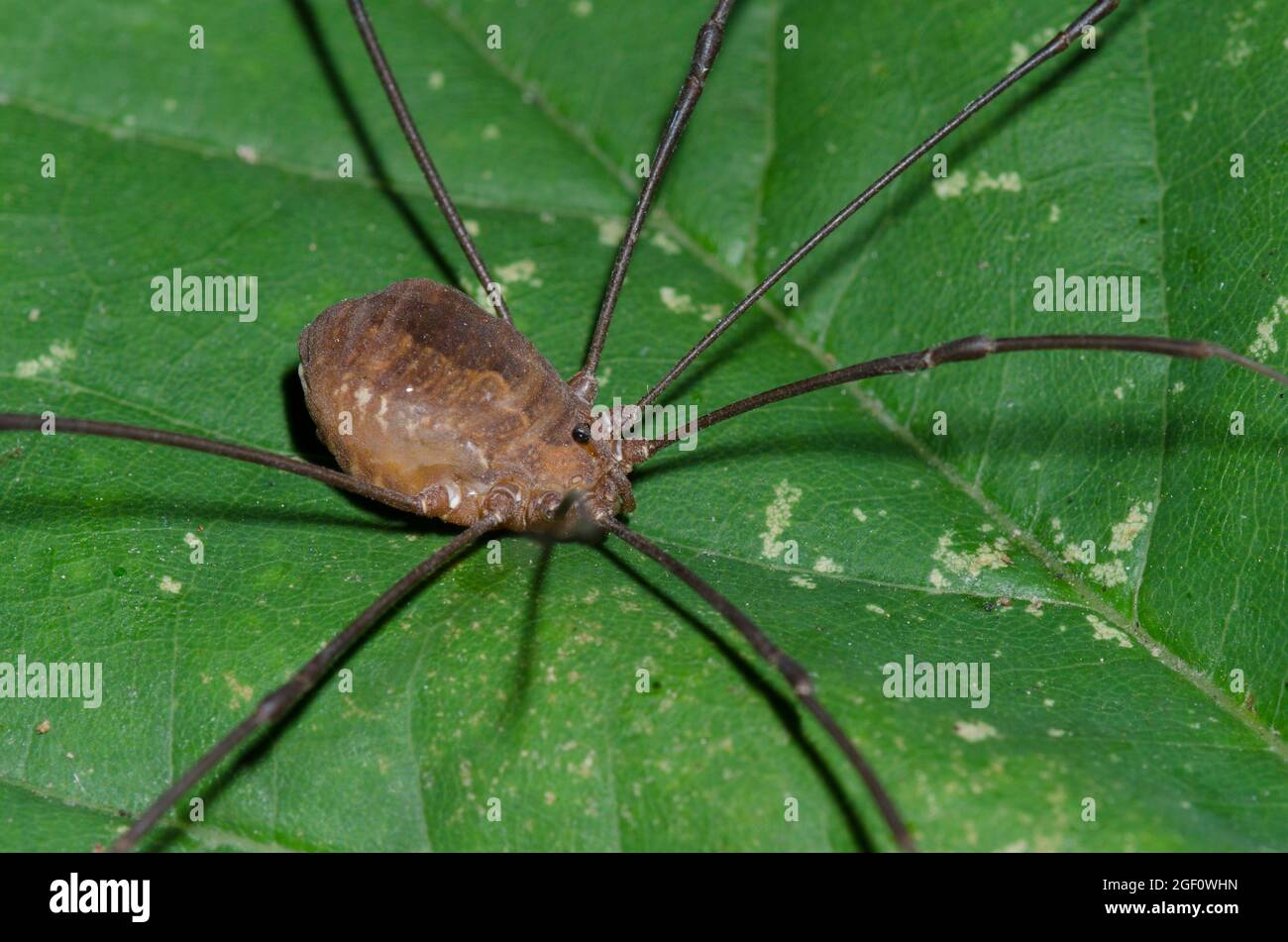 HARVESTMAN or DADDY-LONG-LEGS Order Opiliones Stock Photo - Alamy