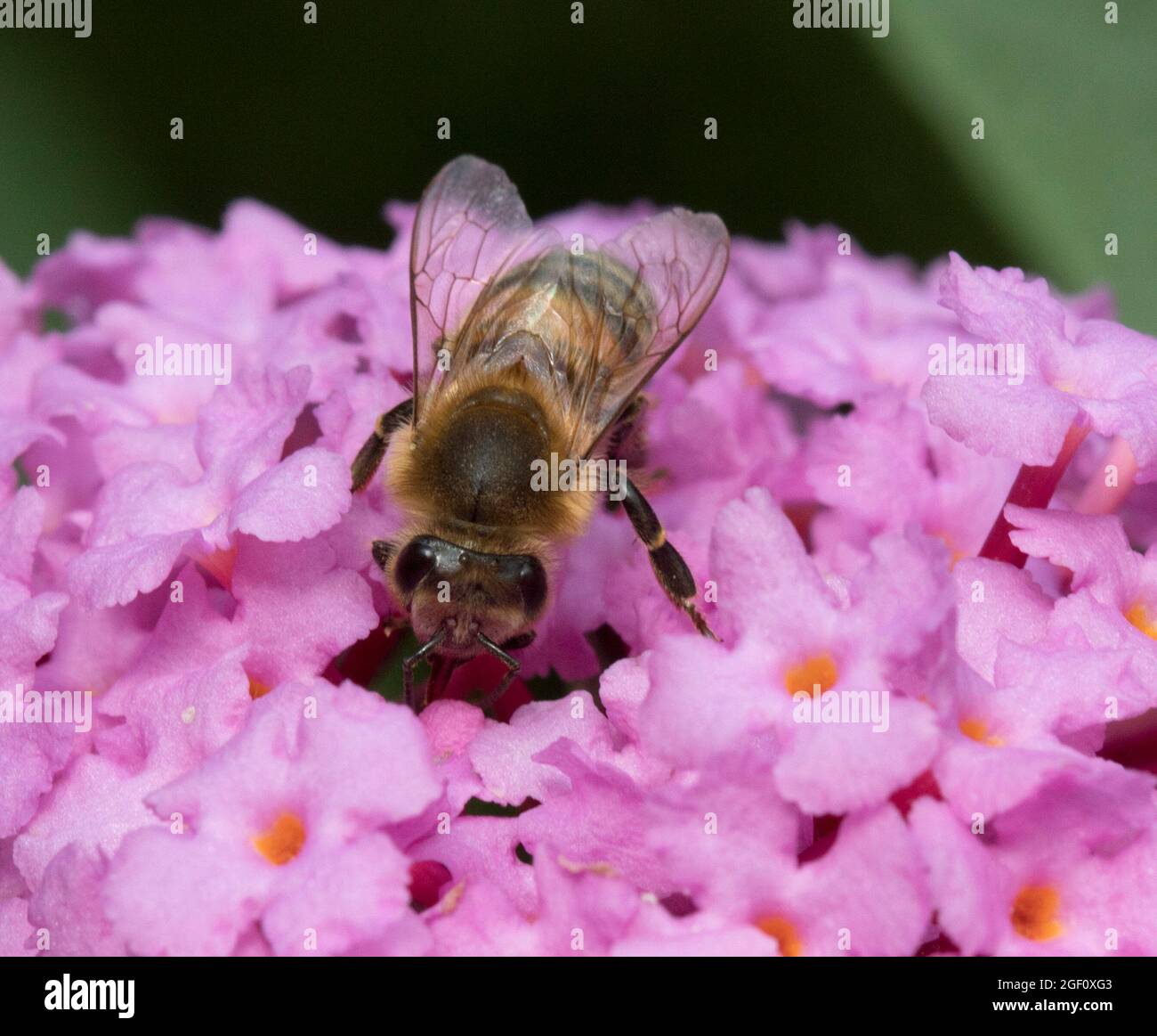 Honey Bee on pink Buddleja Davidii Stock Photo