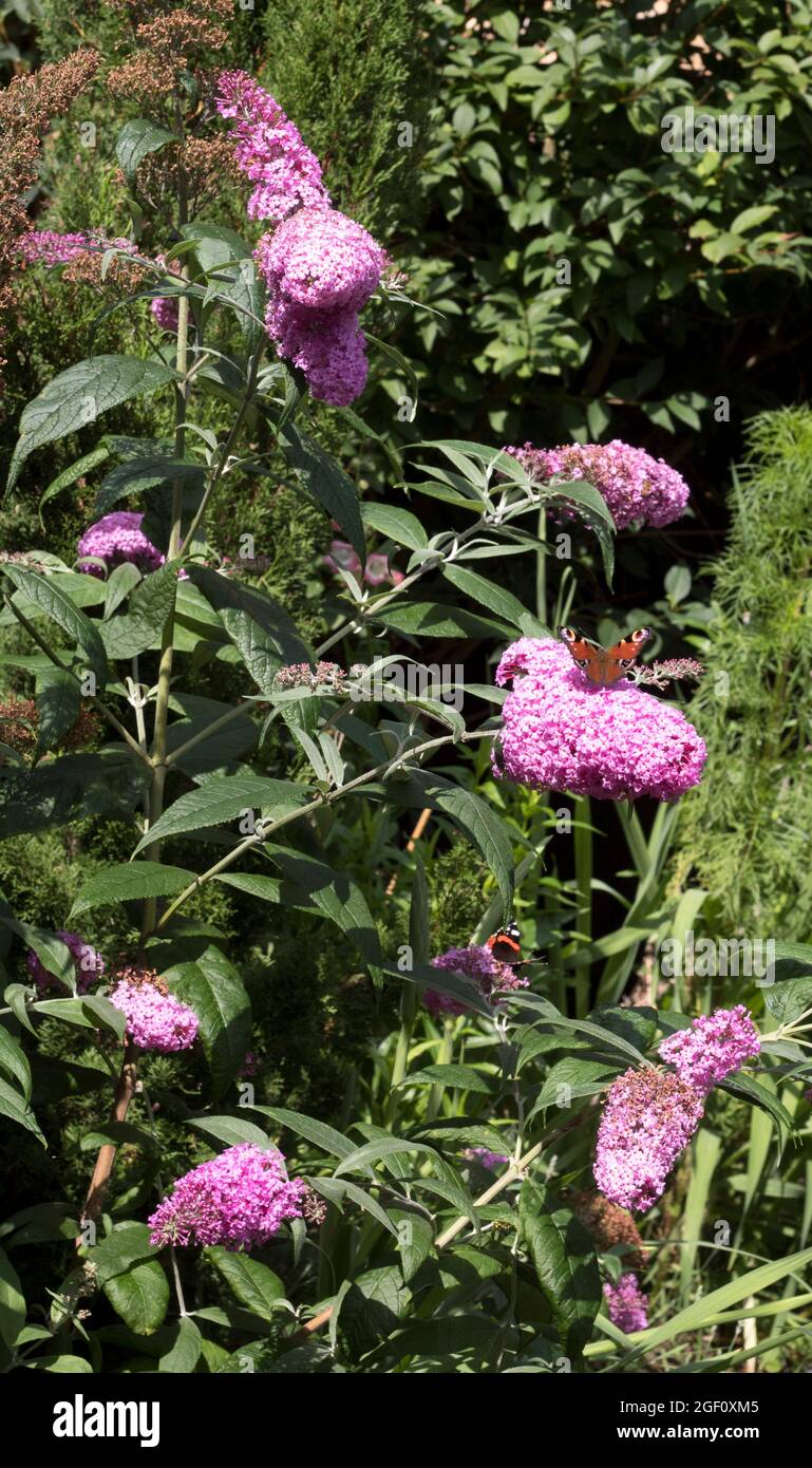 Butterflies Pink Buddleja Davidii Butterfly Bush Stock Photo