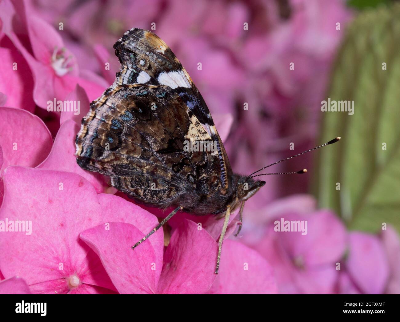 Red admiral butterfly wings closed hi res stock photography and