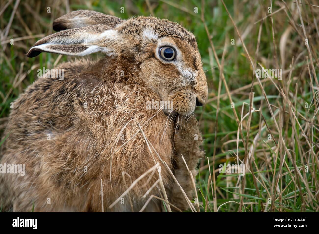 Brown hare sat in long grass washing its paws Stock Photo
