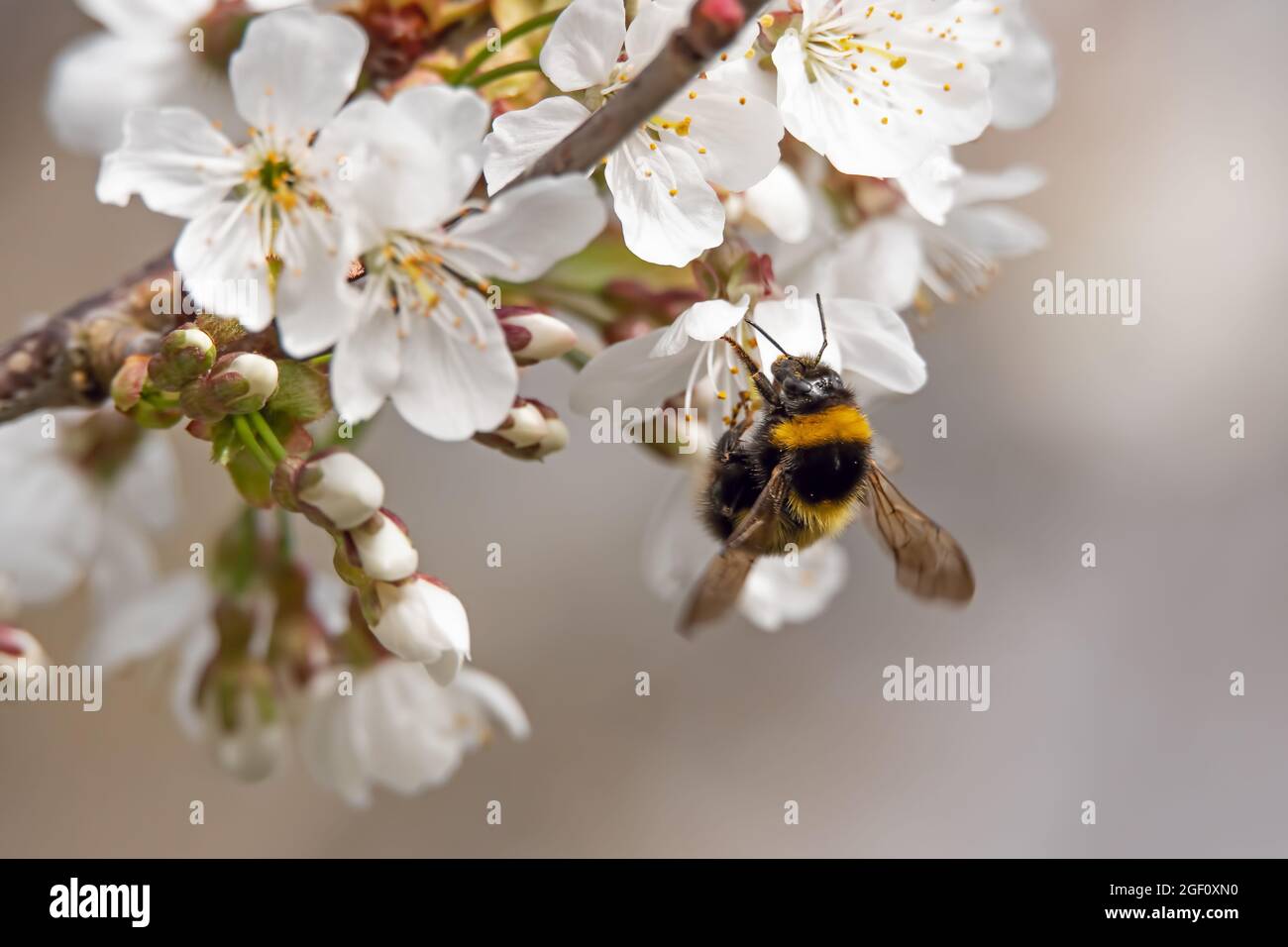 Bumble bee collecting pollen from white hawthorn flowers. Stock Photo