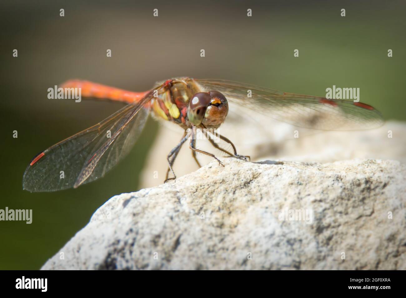 Ruddy Darter dragonfly sat on a rock Stock Photo