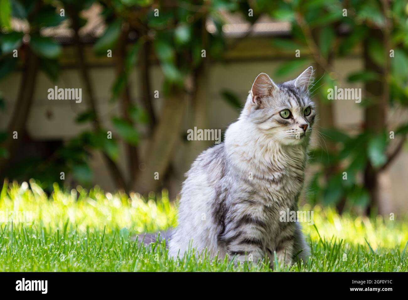 Long haired silver tabby cat hi-res stock photography and images - Alamy