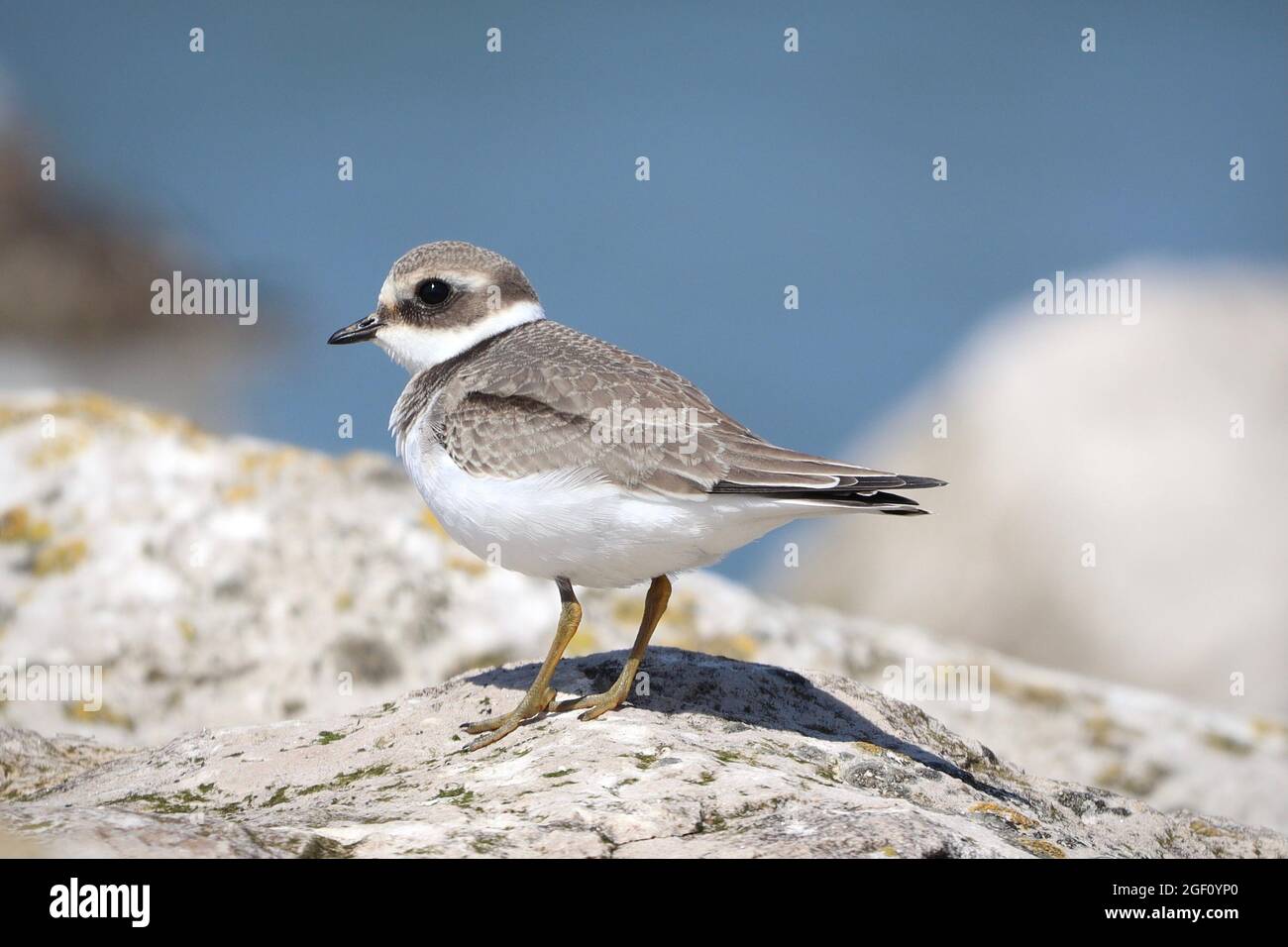 Juvenile Common Ringed Plover Stock Photo
