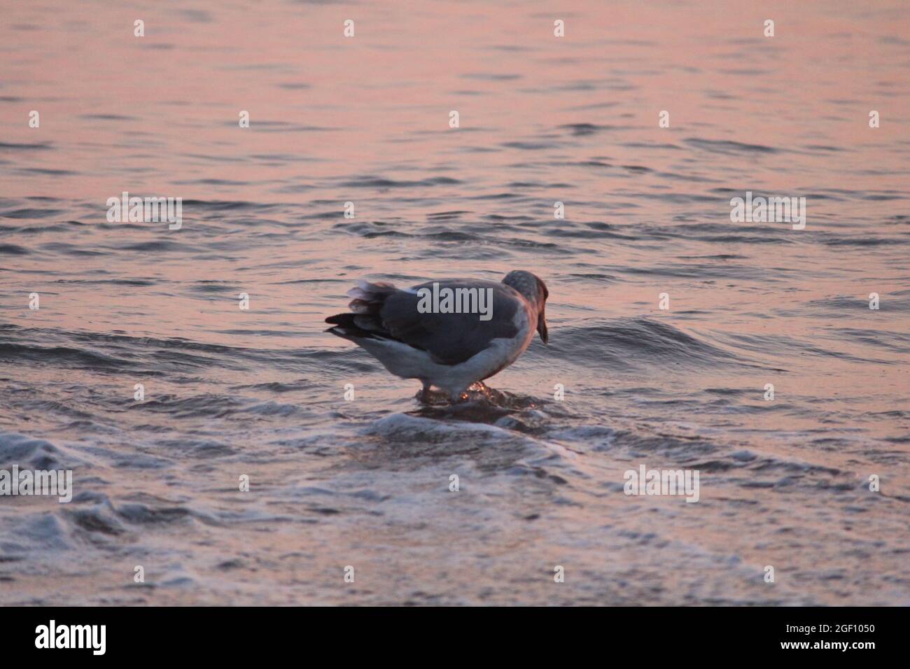 seagull wetting its feet Stock Photo