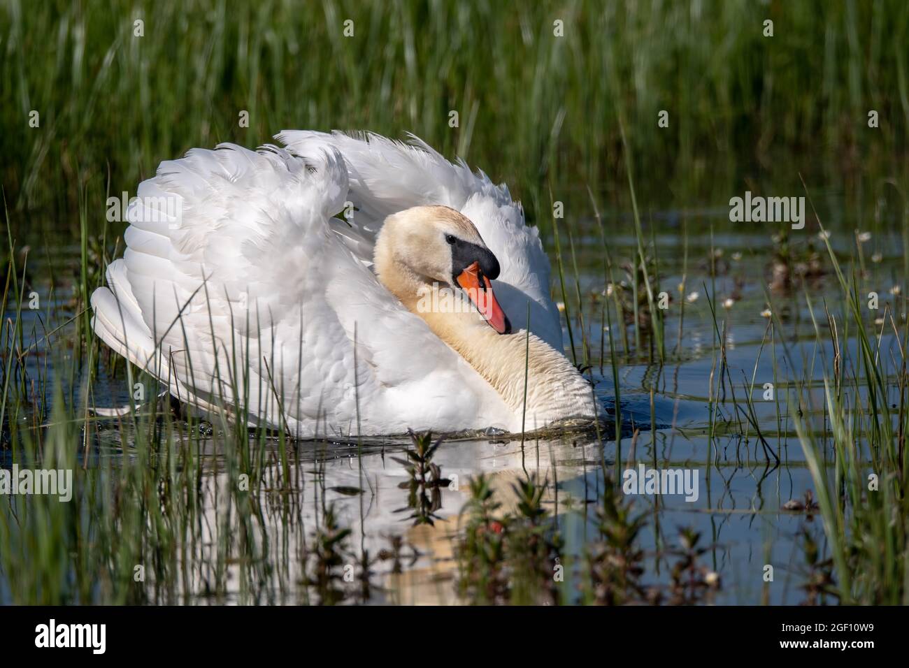 Mute Swan aggressively protecting its family Stock Photo