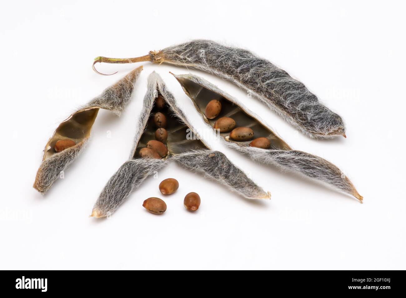 Lupin Lupinus Pods Open And Closed With Seeds - Set Against White Background For Clarity Stock Photo