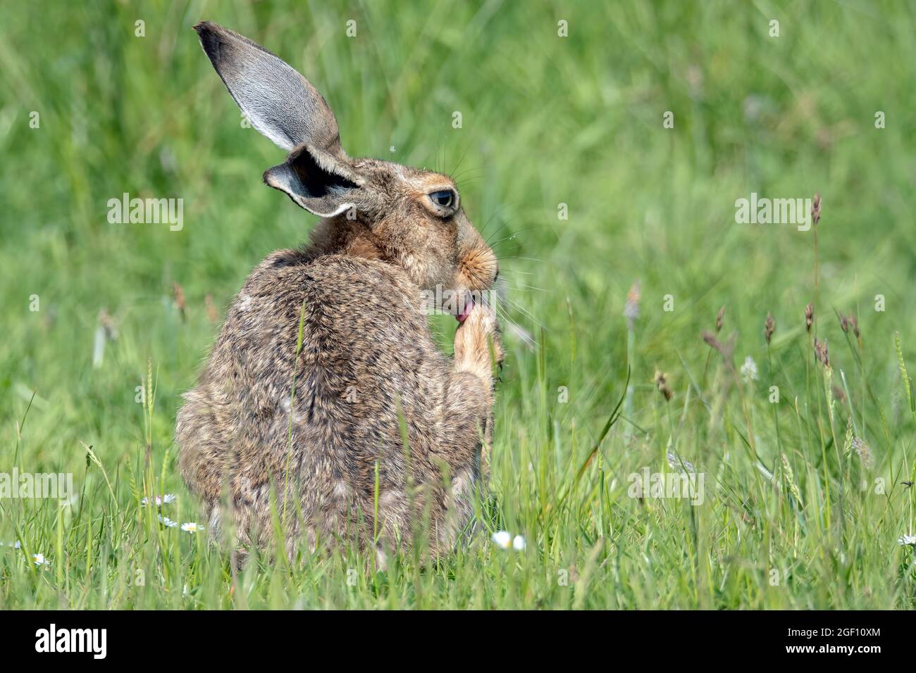 Brown hare washing its paws from the Isles of sheppey Stock Photo