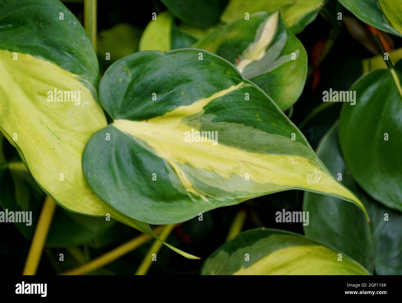 Yellow and green variegated leaves of Philodendron Brasil Stock Photo